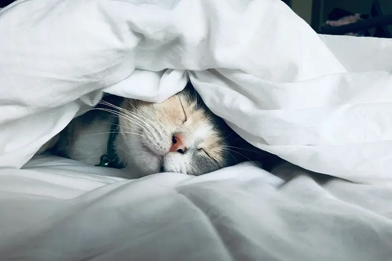 Duvet Days: Should Your Company Offer Them?